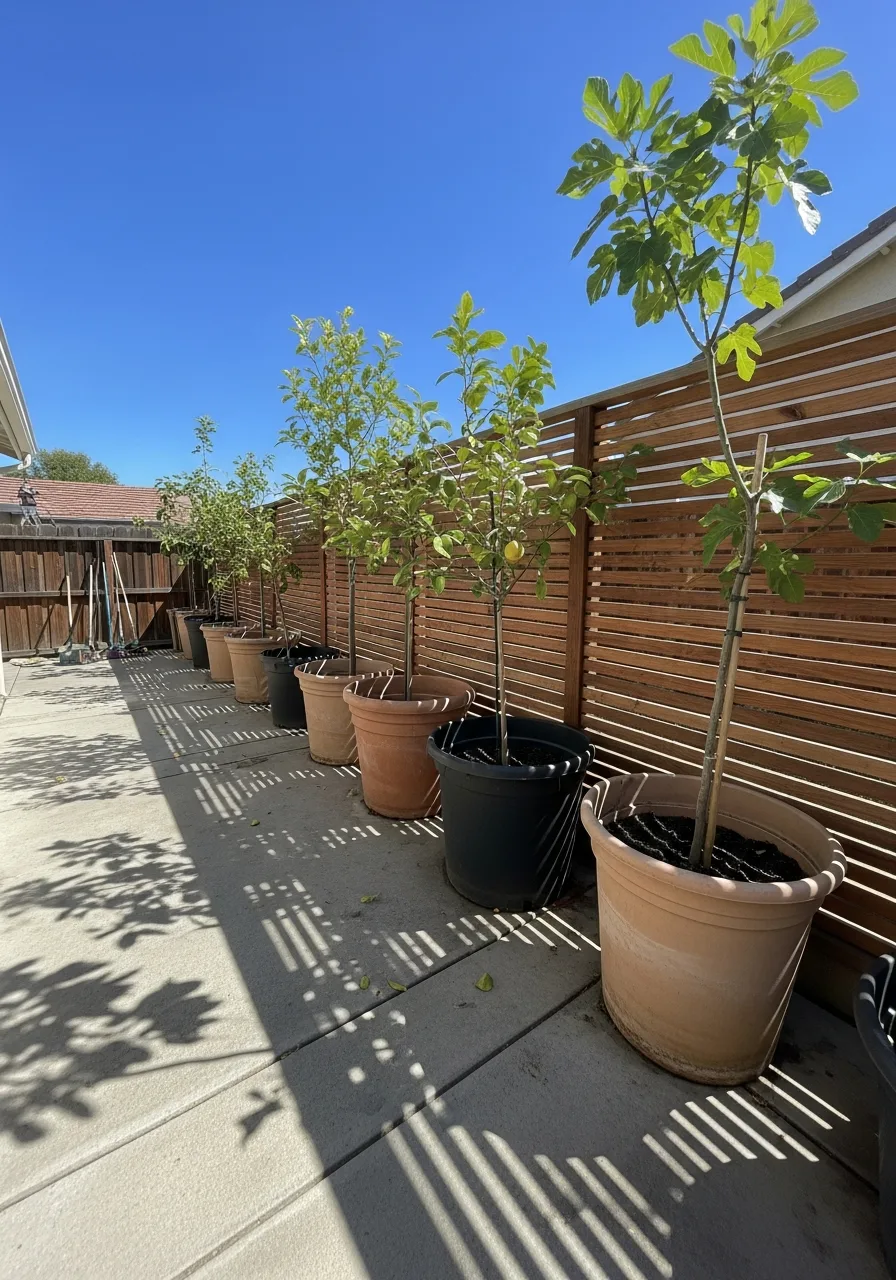 29. Potted Fruit Trees