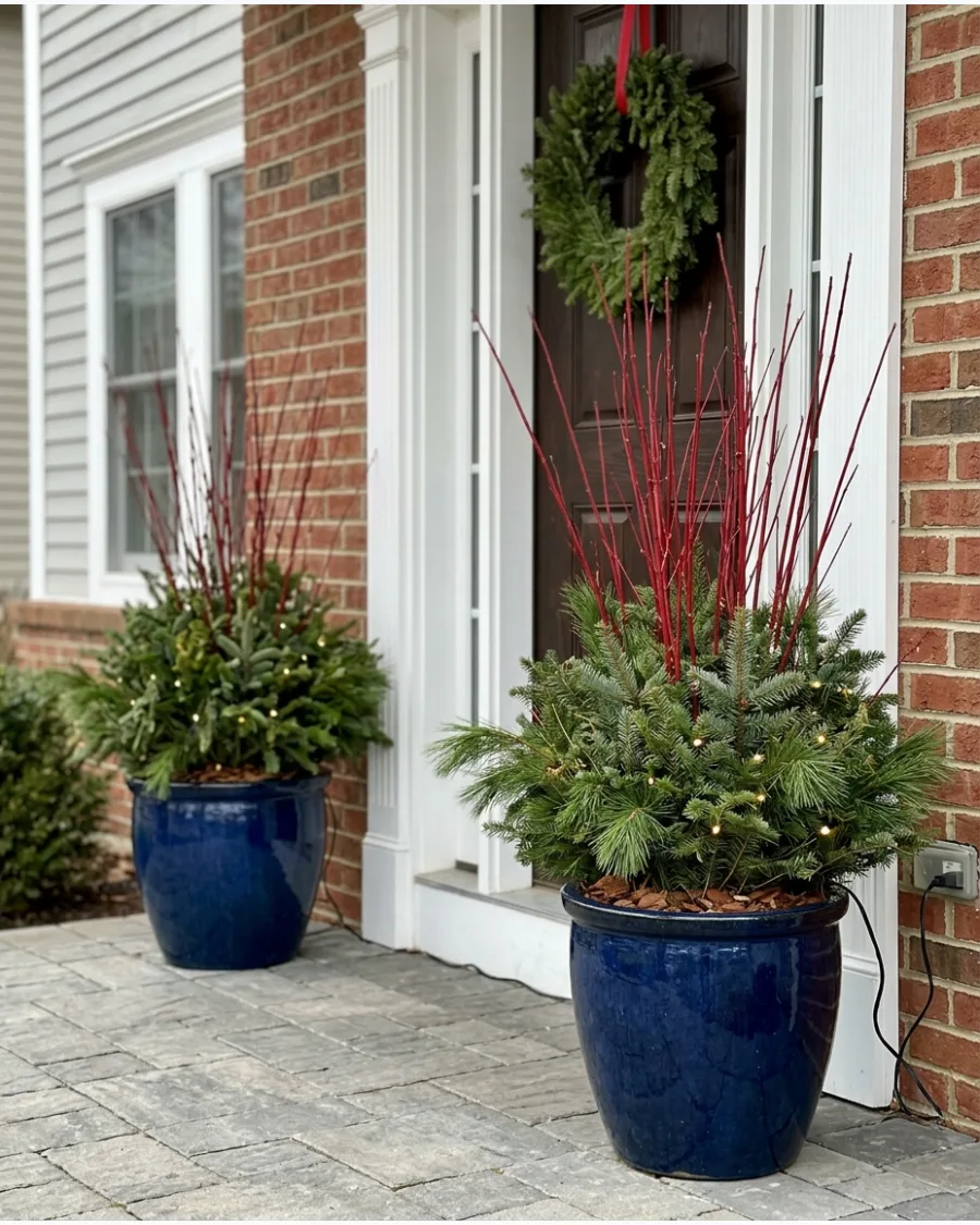 43. Red Twig Dogwood Christmas Pots